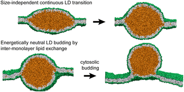 Graphical abstract: Molecular mechanisms and energetics of lipid droplet formation and directional budding
