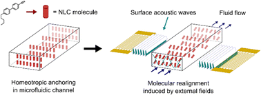 Graphical abstract: Control of liquid crystals combining surface acoustic waves, nematic flows, and microfluidic confinement