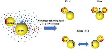 Graphical abstract: Active self-assembly of colloidal machines with passive rotational parts via coordination of phoresis and osmosis