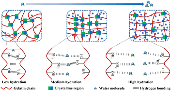 Graphical abstract: Water state, thermal transition behavior and structure of hydrated gelatin films