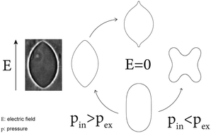 Graphical abstract: Stationary shapes of axisymmetric vesicles beyond lowest-energy configurations