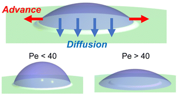 Graphical abstract: The role of poroelastic diffusion in the transient wetting behavior of hydrogels