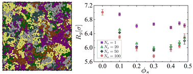 Graphical abstract: Conformational and static properties of tagged chains in solvents: effect of chain connectivity in solvent molecules