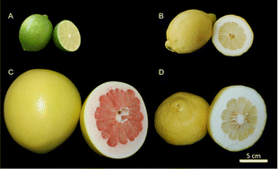 Graphical abstract: Analysis of the peel structure of different Citrus spp. via light microscopy, SEM and μCT with manual and automatic segmentation