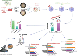 Graphical abstract: Observations on phenomenological changes in Klebsiella Pneumoniae under fluidic stresses