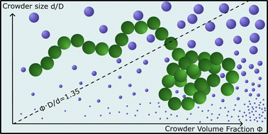 Graphical abstract: A mean-field theory for predicting single polymer collapse induced by neutral crowders