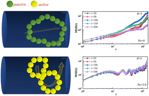 Graphical abstract: Escape dynamics of active ring polymers in a cylindrical nanochannel