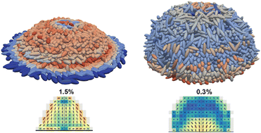 Graphical abstract: Agent-based modeling of stress anisotropy driven nematic ordering in growing biofilms