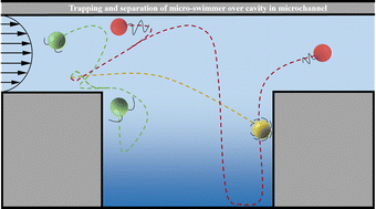 Graphical abstract: The motion of micro-swimmers over a cavity in a micro-channel