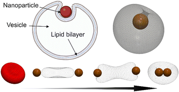 Graphical abstract: Probing wrapping dynamics of spherical nanoparticles by 3D vesicles using force-based simulations