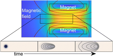 Graphical abstract: Magnetophoresis of paramagnetic metal ions in porous media