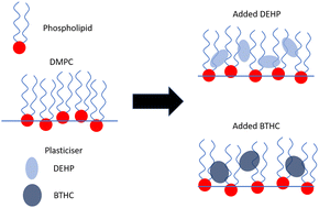 Graphical abstract: Understanding interactions of plasticisers with a phospholipid monolayer