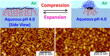 Graphical abstract: Worm-globule transition of amphiphilic pH-responsive heterografted bottlebrushes at air–water interface