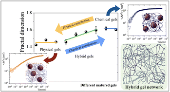 Graphical abstract: Competition among physical, chemical, and hybrid gelation mechanisms in biopolymers