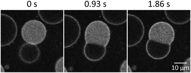 Graphical abstract: Interaction between stabilized droplets of different phases in the same continuous phase of an aqueous three-phase system