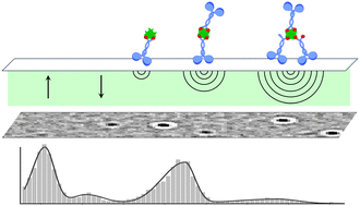 Graphical abstract: Heterogeneous distribution of kinesin–streptavidin complexes revealed by mass photometry