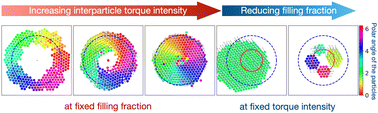 Graphical abstract: Polar order, shear banding, and clustering in confined active matter