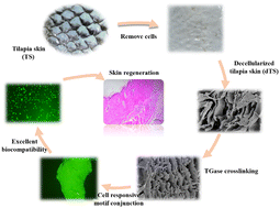 Graphical abstract: Enzymatic functionalization of decellularized tilapia skin scaffolds with enhanced skin regeneration