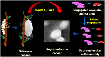 Graphical abstract: A bio-inspired silkworm 3D cocoon-like hierarchical self-assembled structure from π-conjugated natural aromatic amino acids
