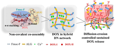 Graphical abstract: A co-assembly process for high strength and injectable dual network gels with sustained doxorubicin release performance