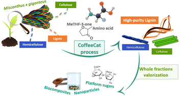 Graphical abstract: Revisiting organosolv strategies for sustainable extraction of valuable lignin: the CoffeeCat process