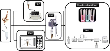 Graphical abstract: Valorisation of Sargassum muticum through the extraction of phenolic compounds using eutectic solvents and intensification techniques