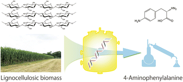 Graphical abstract: Metabolic engineering for 4-aminophenylalanine production from lignocellulosic biomass by recombinant Escherichia coli