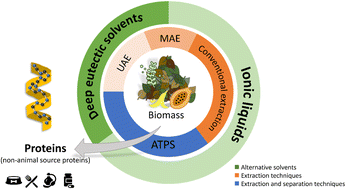 Graphical abstract: Towards the sustainable extraction and purification of non-animal proteins from biomass using alternative solvents