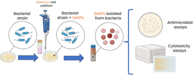 Graphical abstract: Bacterial-mediated selenium nanoparticles as highly selective antimicrobial agents with anticancer properties