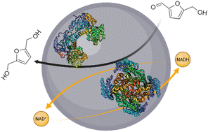 Graphical abstract: Heterogeneous biocatalytic reduction of 5-(hydroxy)methyl furfural using two co-immobilised alcohol dehydrogenases