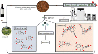 Graphical abstract: Sequential extraction of high-value added molecules from grape pomaces using supercritical fluids with water as a co-solvent