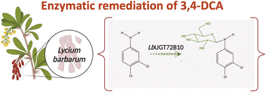 Graphical abstract: Identification and functional characterization of novel plant UDP-glycosyltransferase (LbUGT72B10) for the bioremediation of 3,4-dichloroaniline