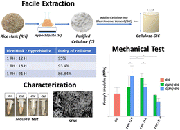 Graphical abstract: A one-step facile process for extraction of cellulose from rice husk and its use for mechanical reinforcement of dental glass ionomer cement