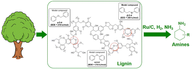 Graphical abstract: The highly selective conversion of lignin models and organosolv lignin to amines over a Ru/C catalyst