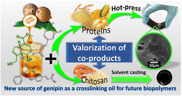 Graphical abstract: New sources of genipin-rich substances for crosslinking future manufactured bio-based materials