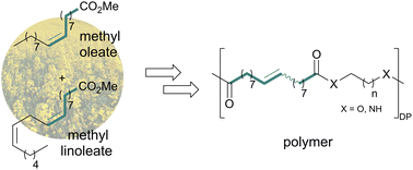 Graphical abstract: Cross-metathesis of technical grade methyl oleate for the synthesis of bio-based polyesters and polyamides