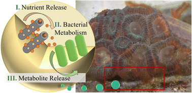 Graphical abstract: Sustainable artificial coral reef restoration using nanoclays and composite hydrogel microcapsules