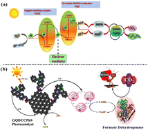 Graphical abstract: Solar-powered CO2 marvel: ultrahigh graphene quantum dots covalently coupled with PhS unleash effective photocatalysis for valuable chemical transformation