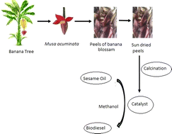 Graphical abstract: Utilization of Musa acuminata blossom peel waste mediated heterogeneous catalyst for biodiesel production from sesame oil