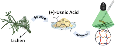 Graphical abstract: Photopolymerization of lichen derived usnic acid