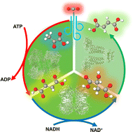 Graphical abstract: A multi-biocatalytic system for effective fumarate synthesis from pyruvate and gaseous CO2
