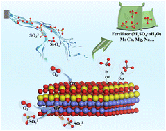 Graphical abstract: Oxygen-vacancy enhanced CoO/CeO2 heterojunction for synchronous regulation of sulfur resourcing and selenium adsorption separation from flue gas desulfurization wastewater