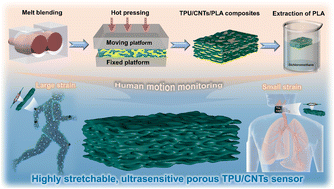 Graphical abstract: Efficient fabrication of highly stretchable and ultrasensitive thermoplastic polyurethane/carbon nanotube foam with anisotropic pore structures for human motion monitoring
