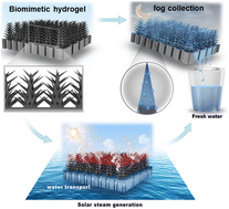 Graphical abstract: Setaria viridis-inspired hydrogels with multilevel structures for efficient all-day fresh water harvesting