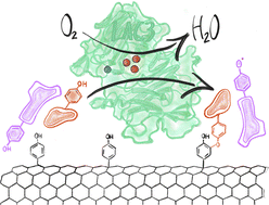 Graphical abstract: Laccase-catalyzed functionalization of phenol-modified carbon nanotubes: from grafting of metallopolyphenols to enzyme self-immobilization