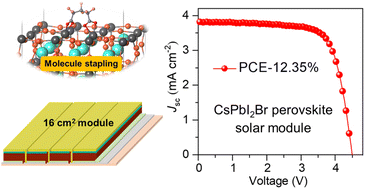 Graphical abstract: Molecule stapling-assisted fabrication of high-quality CsPbI2Br films for efficient and stable photovoltaic modules