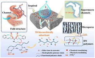 Graphical abstract: A 3D hierarchical porous adsorbent constructed by cryo-polymerization for ultrafast uranium harvesting from seawater