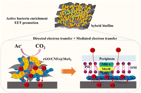 Graphical abstract: Nanoflower-like MoS2 anchored on electrospun carbon nanofiber-interpenetrated reduced graphene oxide as a microbial fuel cell anode achieving high power density