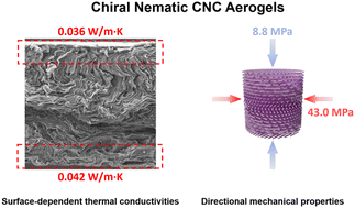 Graphical abstract: Exploring the anisotropic properties of chiral nematic cellulose nanocrystal aerogels: outstanding directional mechanical strength and unexpected surface-dependent thermal conductivity