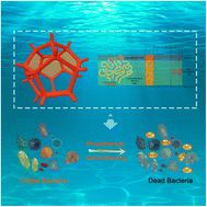Graphical abstract: Biomimetic porous cellular foam with space thermal domains for efficient uranium extraction from seawater